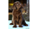 Labrador - čokoládové šteniatko z CHS Little Bublle
